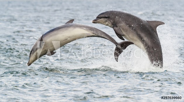 Picture of Wild dolphin in playful mood while hunting for migrating Atlantic Scottish salmon in the Moray Firth in the Scottish Highland